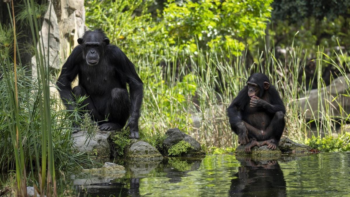 La familia de chimpancés de Bioparc Valencia es un motivo de esperanza para la especie.