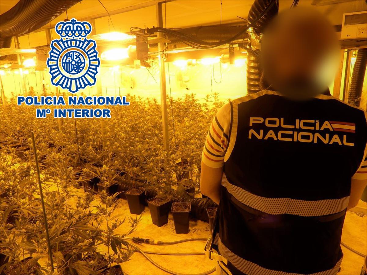 Un agente de la Policía Nacional en la plantación de marihuana desmantelada.