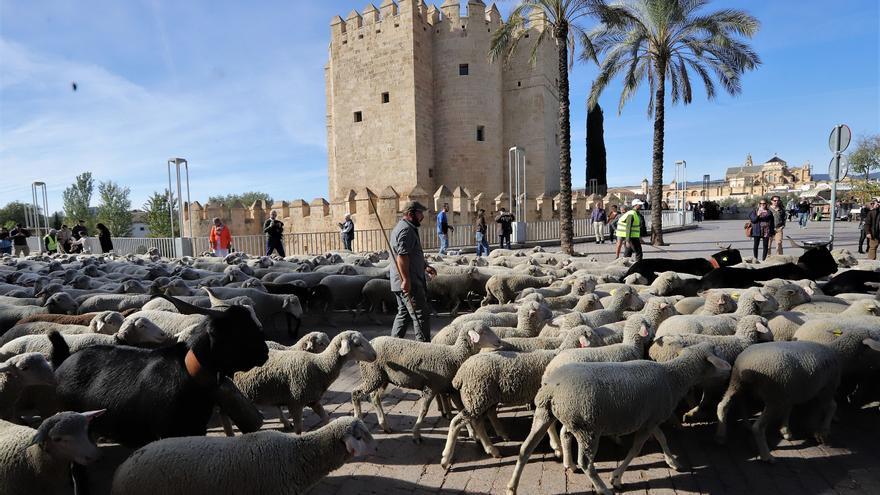 Trashumancia: Un rebaño de ovejas por la Calahorra