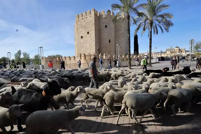 Trashumancia: Un rebaño de ovejas por la Calahorra