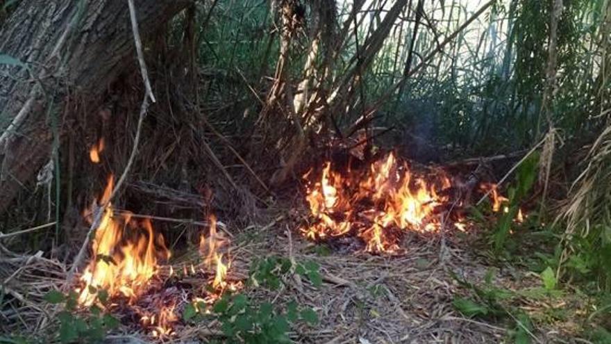 Incendio en el bosque del Xúquer en Algemesí.