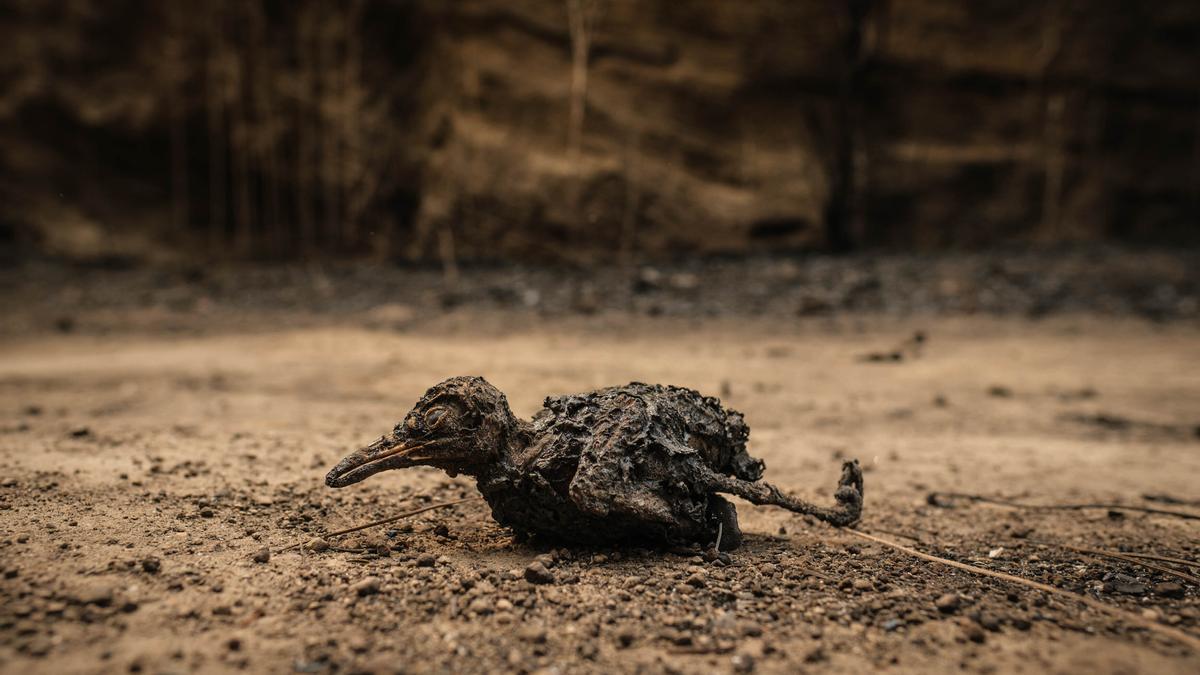 Ejemplar de pico picapinos calcinado por el incendio forestal de Tenerife