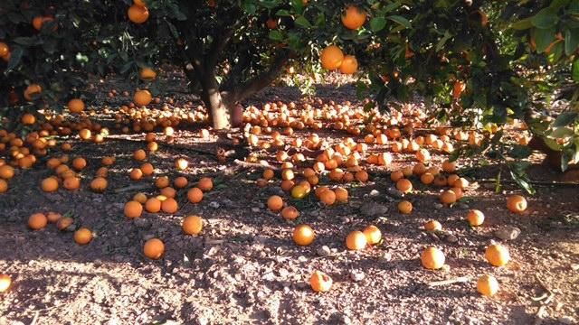 El vendaval afecta a los naranjos de sa Pobla