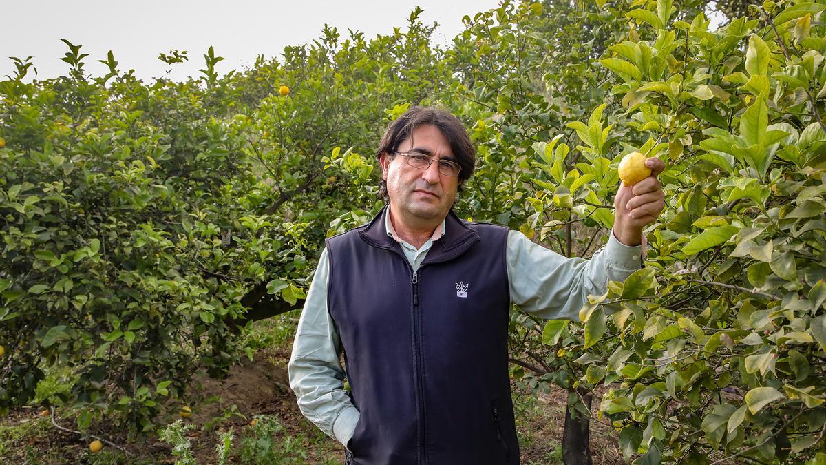 José Vicente Andréu cultiva limones ecológicos en la Vega Baja