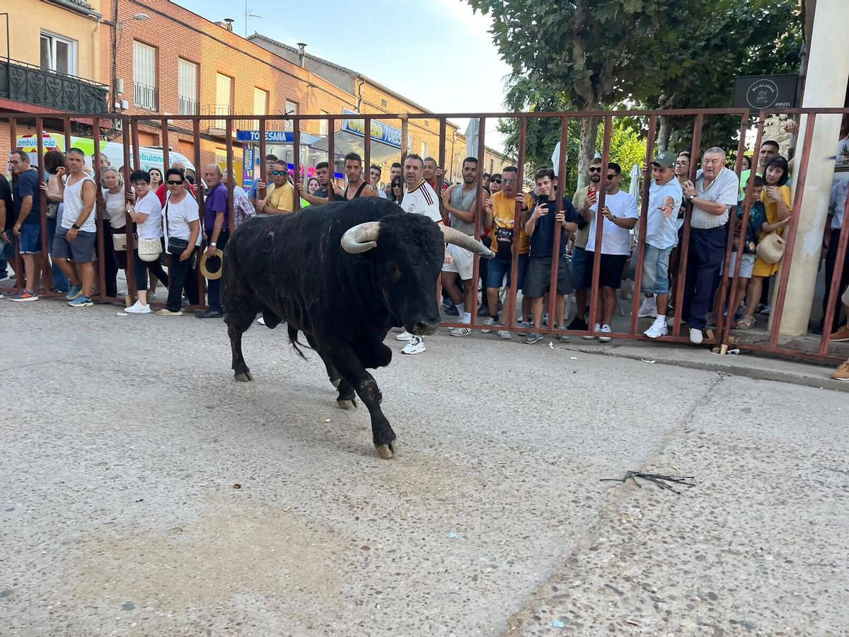San Roque en Morales de Toro, 2026_2