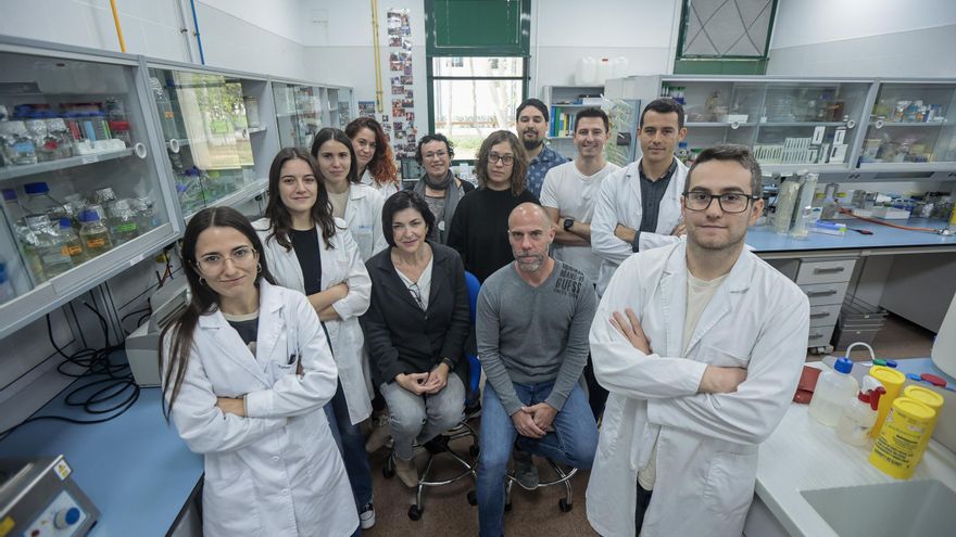 Investigadores de la UA analizan cómo afectan los virus de la sal en el sistema inmunitario