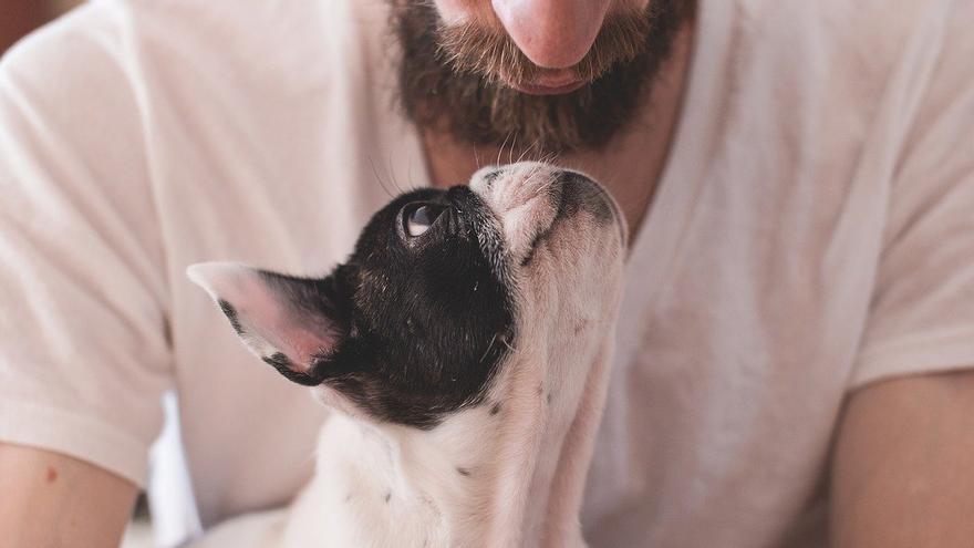 La pérdida de nuestro perro es comparable a la muerte de un familiar.