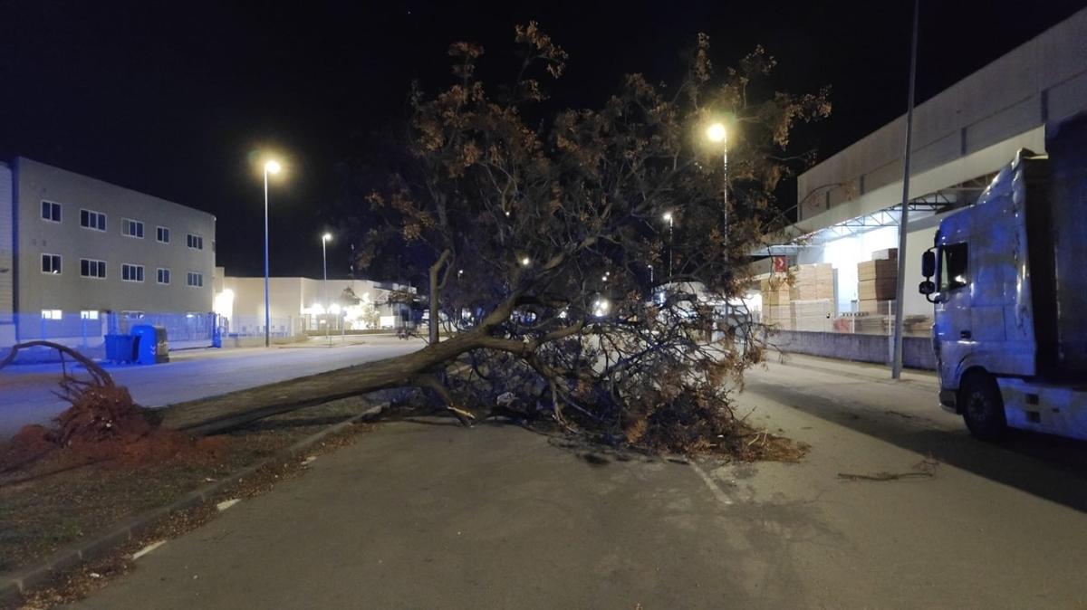 Un arbre derrocat a Almussafes