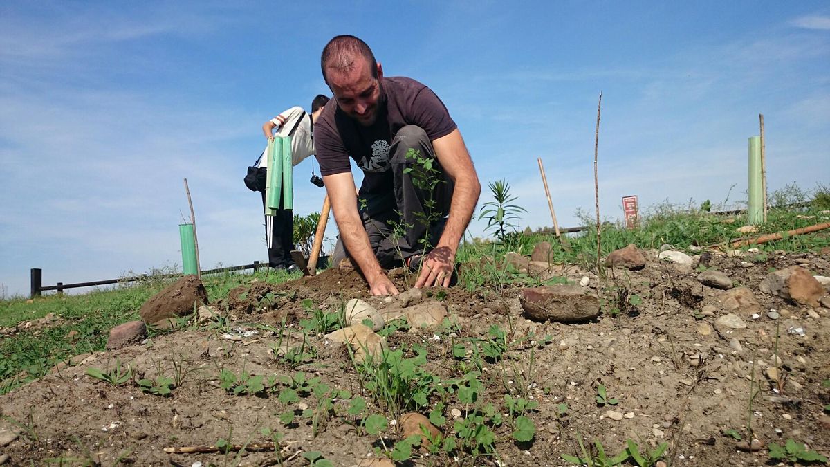 La reforestación es una de las actividades previstas