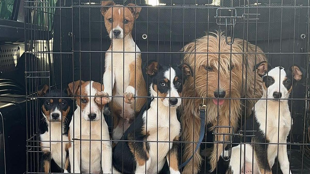 La perra que salvó a su camada de un contenedor en Extremadura: en busca de un hogar
