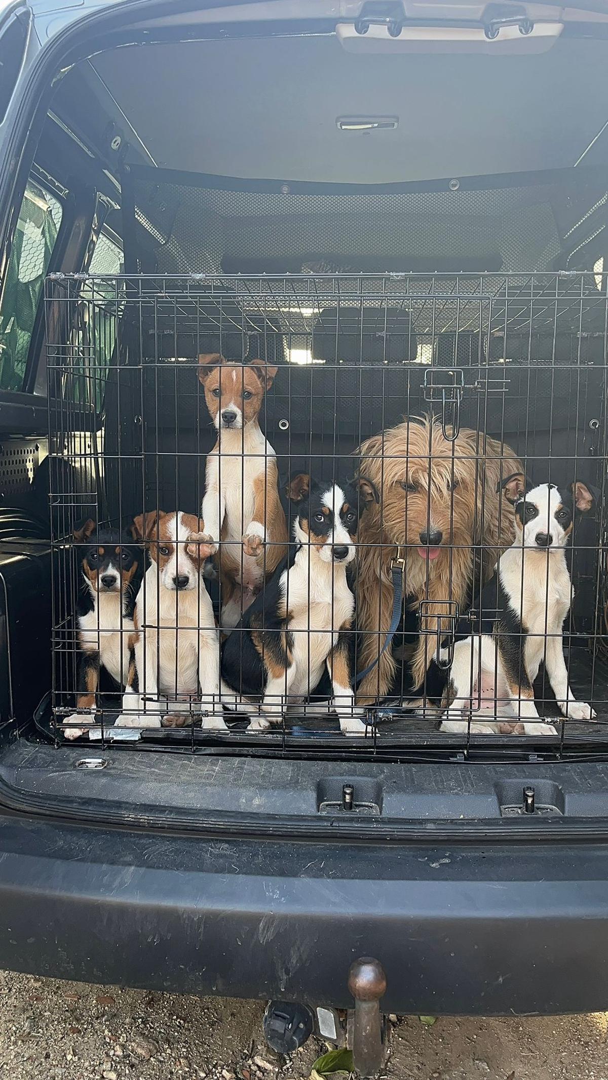 La madre, ‘Alda’,  y los cachorros, recogidos este martes por la protectora de Jaraíz para buscarles un destino.