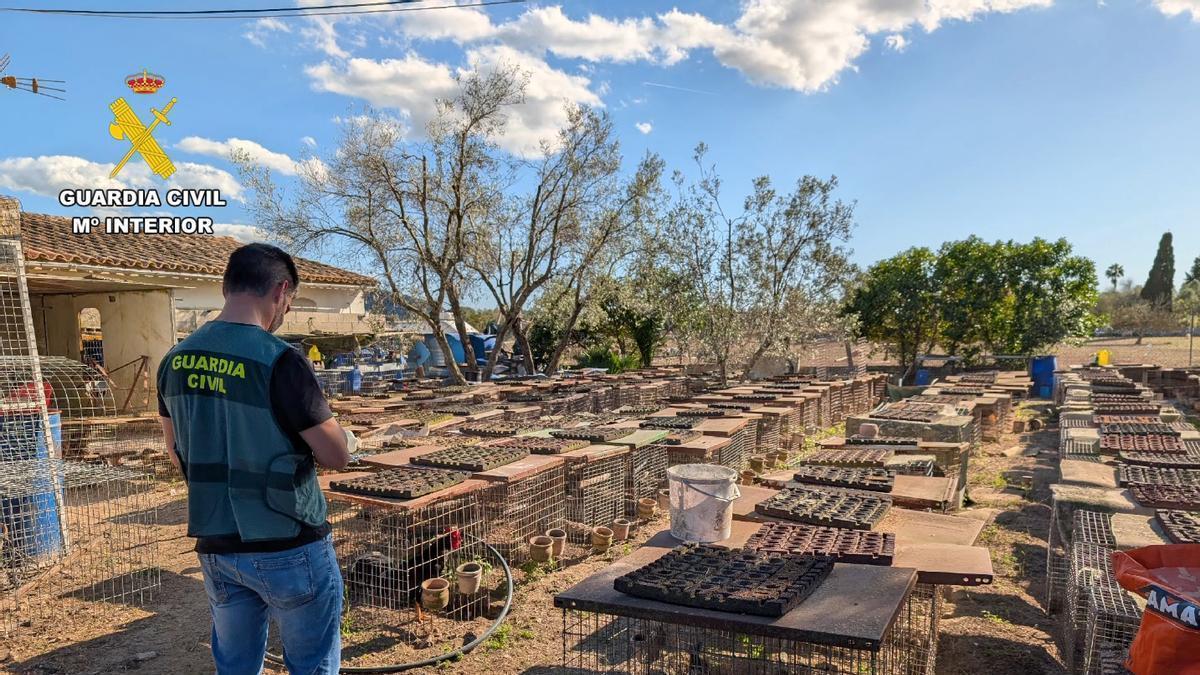 La Guardia Civil desmantela en una finca de Campanet una organización de peleas ilegales de gallos
