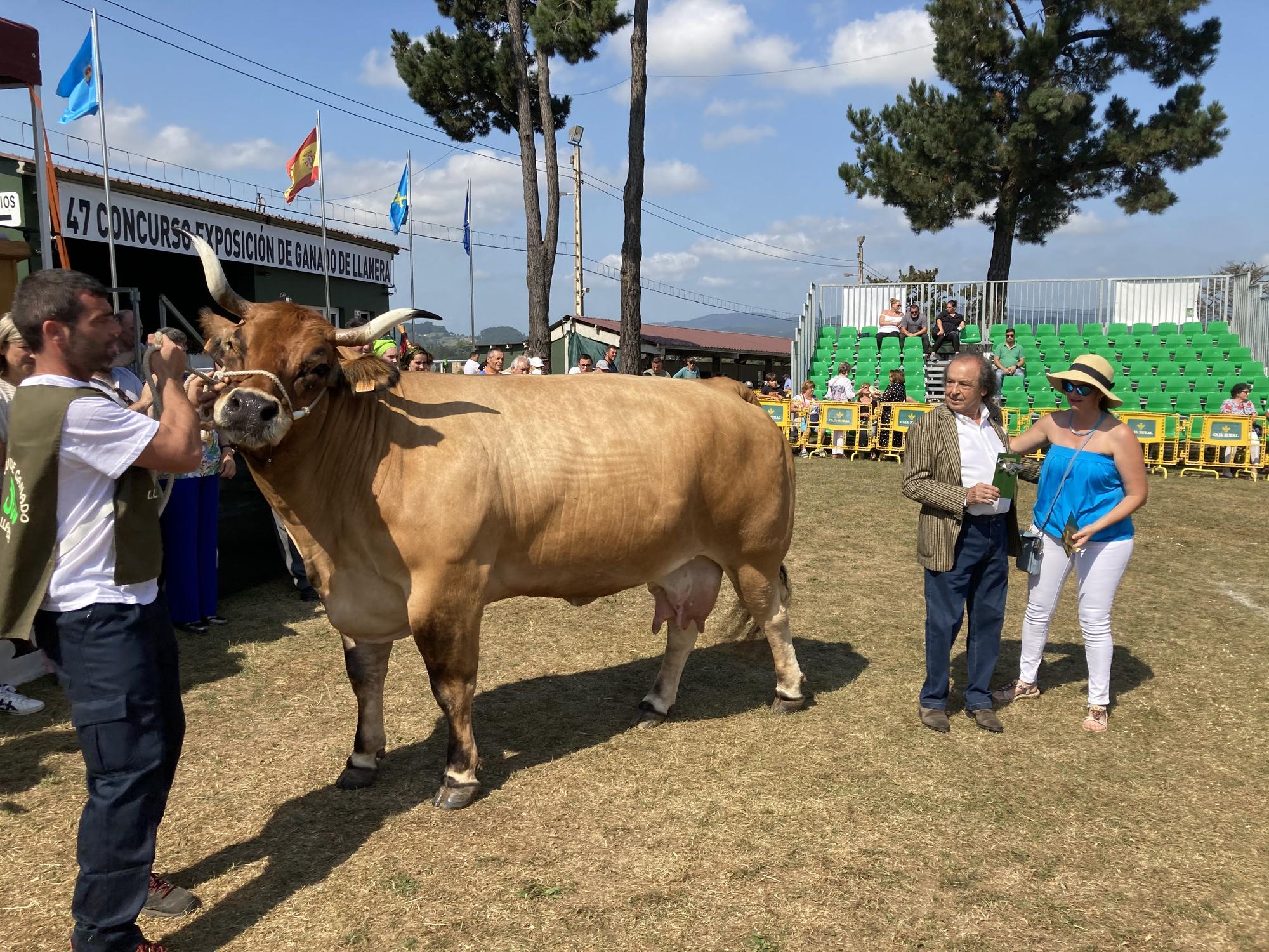 El concurso de ganado de Llanera fue todo un éxito: aquí tienes algunas de las reses ganadoras