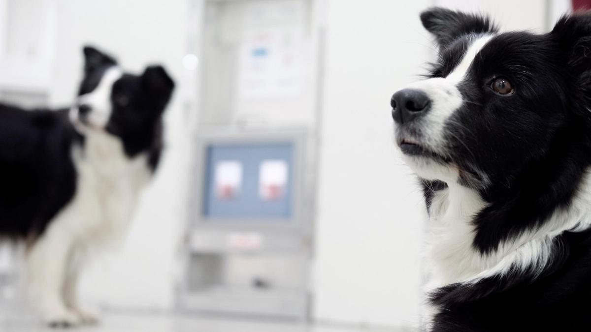 Border collie.