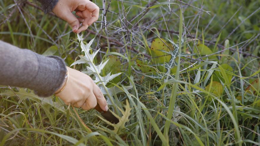 Füllhorn Mallorca: Was Wiesen und Feldern alles an Essbarem hergeben