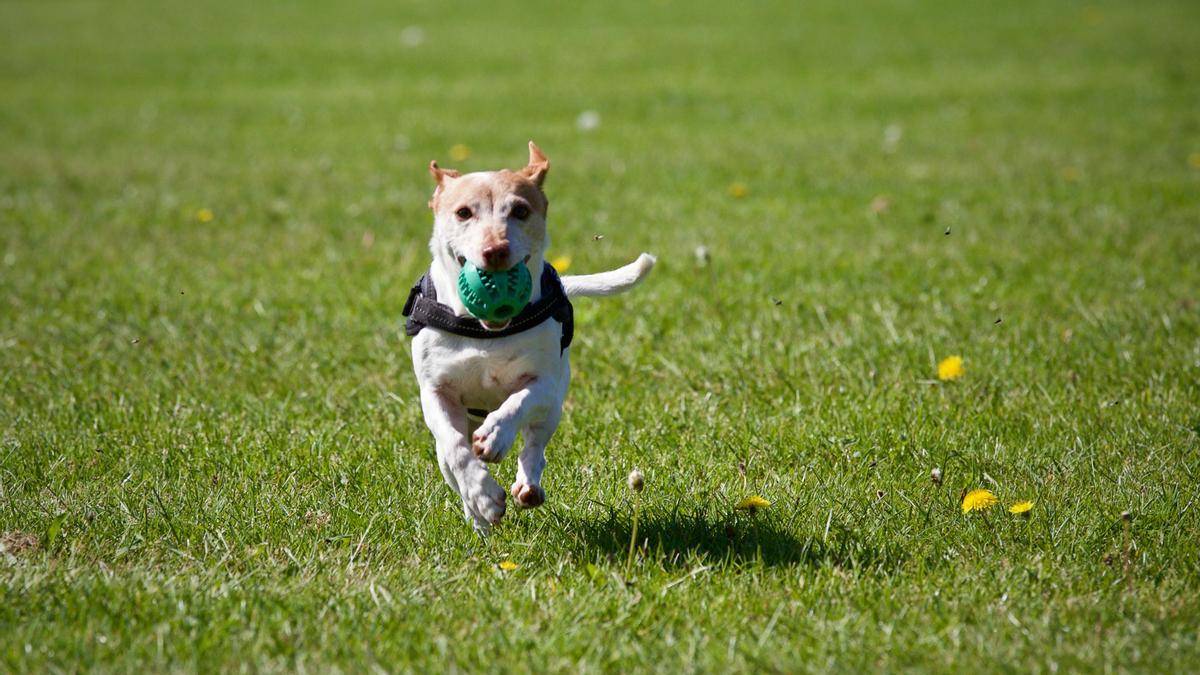 Un perro con una pelota