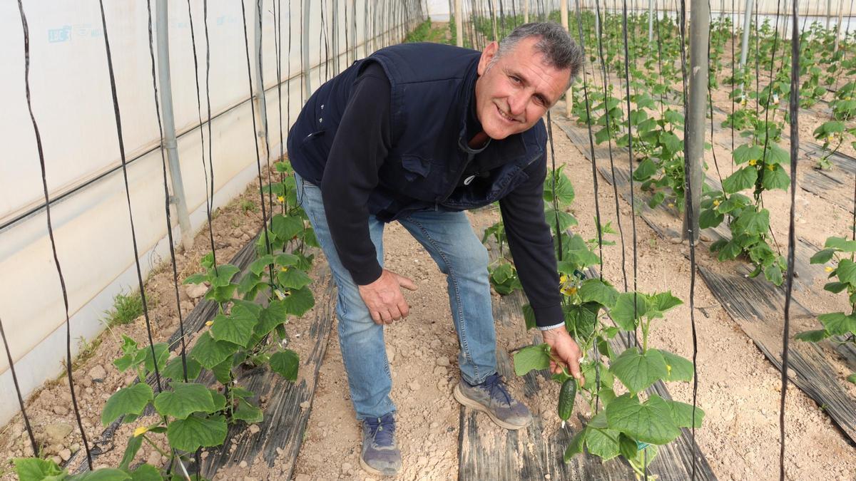 Álvaro Boix en uno de sus cultivos en invernadero de pepinos en Asprillas