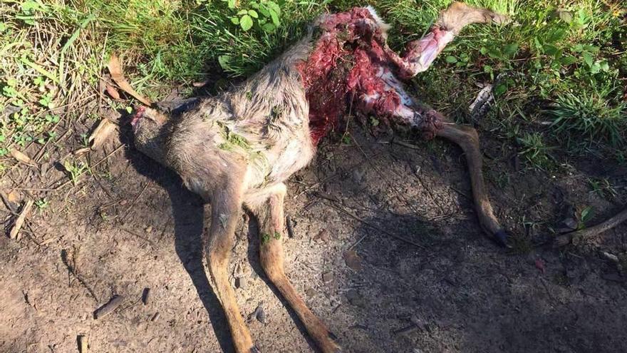 Unos ciclistas encuentran en Bayas un ciervo decapitado