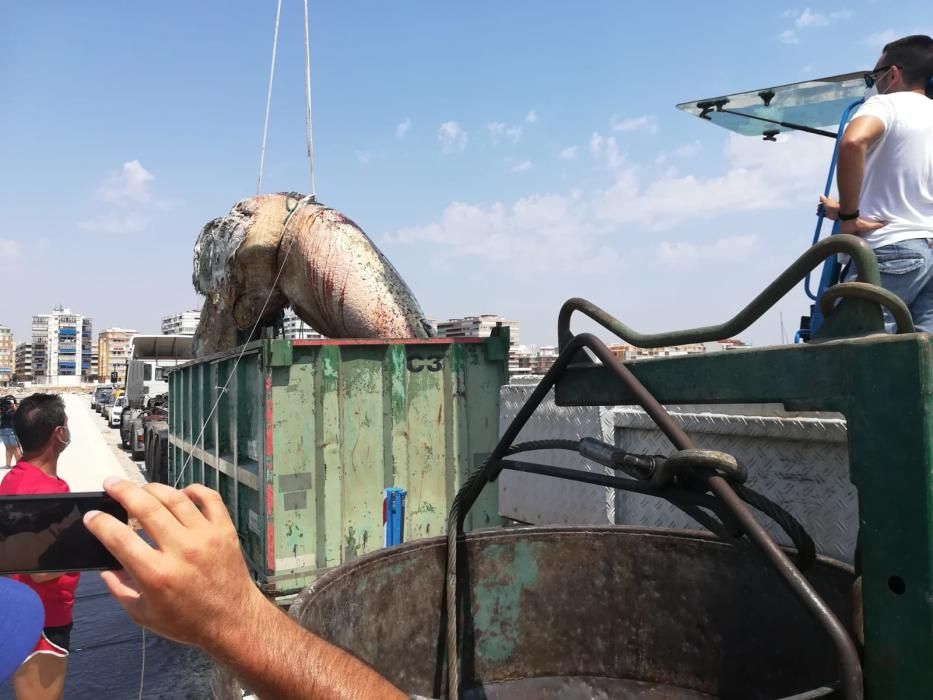 Tareas de retirada y conservación de la cabeza del cachalote encallado en Torrevieja