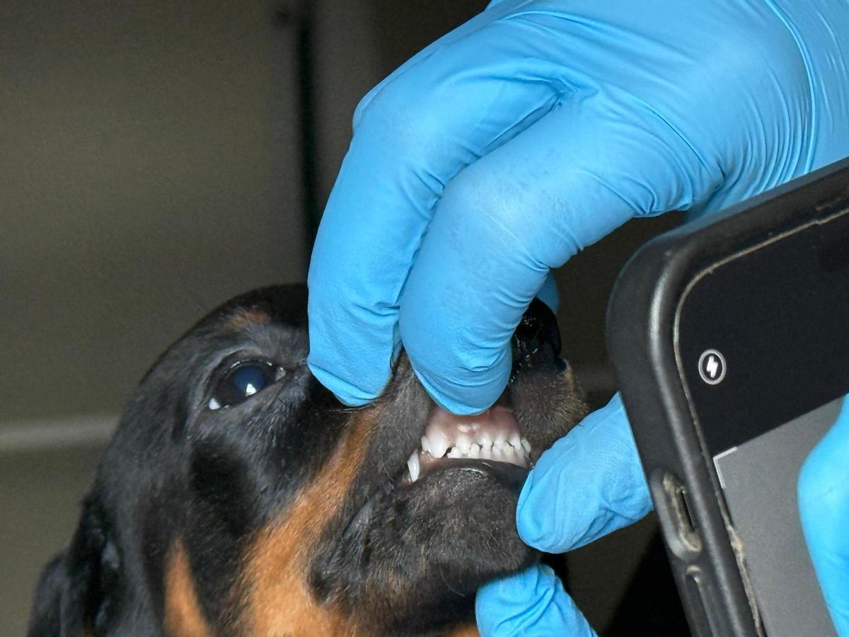 Intercepten a Girona una furgoneta amb 14 cadells importats irregularment d’Eslovàquia