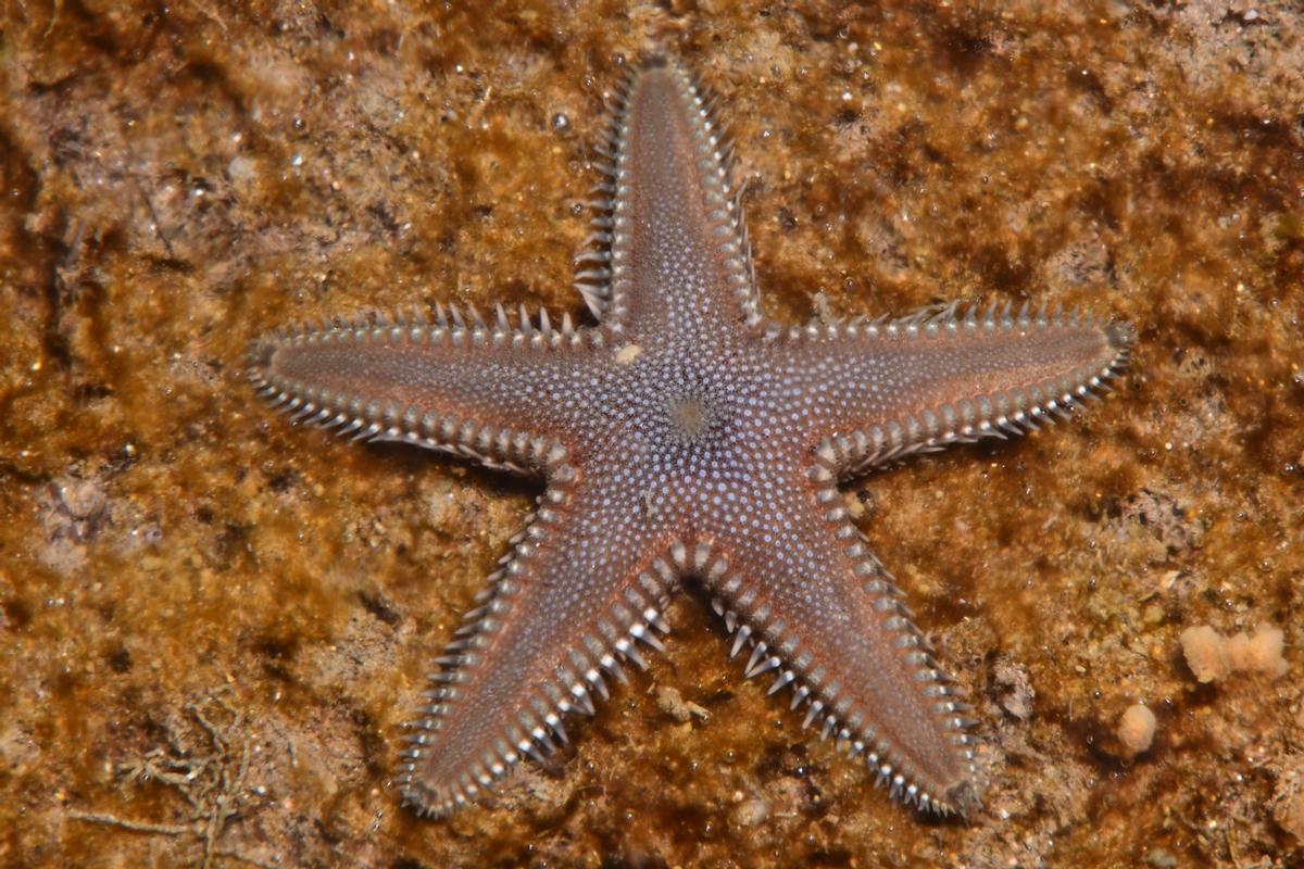 Un exemplar d'estrella de mar trobat dins dels canals d'Empuriabrava
