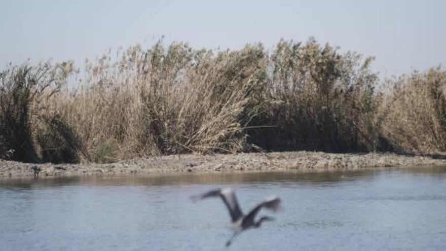 La CHJ se niega  a aportar más agua a l&#039;Albufera pese a la petición del ayuntamiento