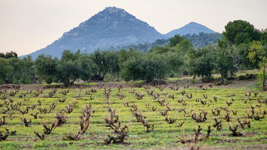 Vins de Postal, una col·lecció exclusiva del Celler Cooperatiu d&#039;Espolla