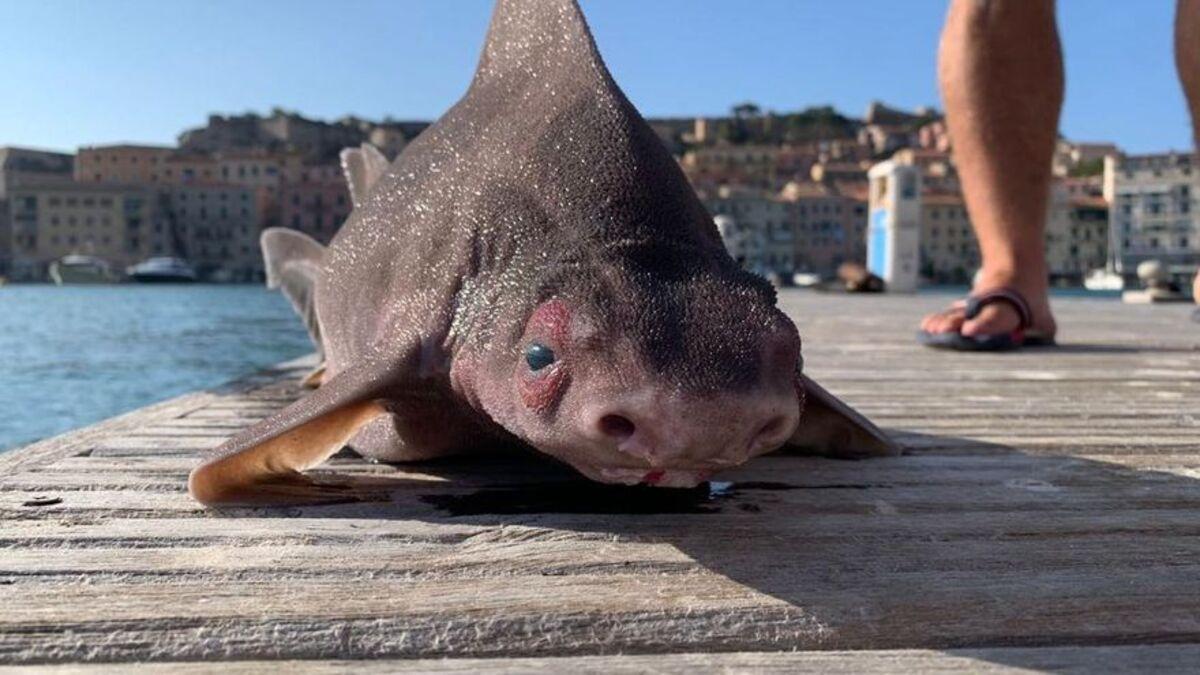 El &#039;pez cerdo&#039; encontrado en Italia