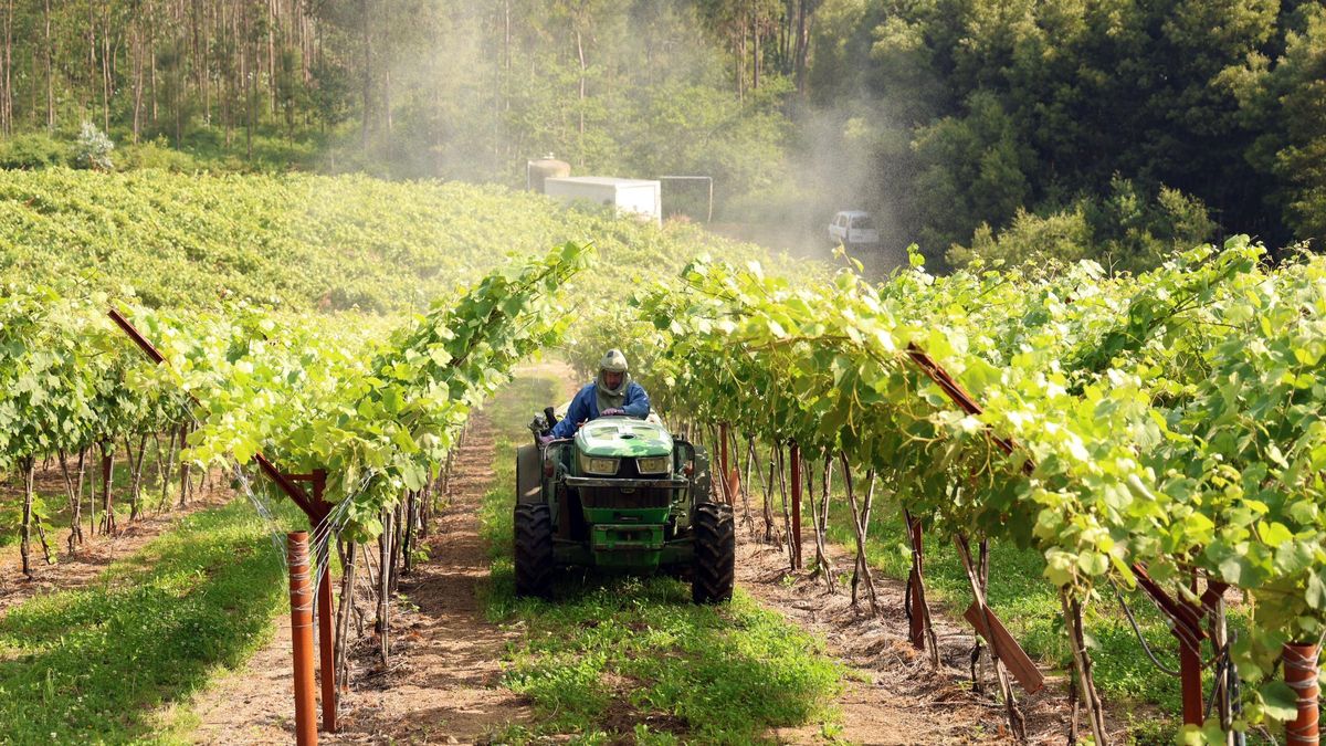 La aplicación de tratamientos fiosanitarios en una finca de Tremoedo (Vilanova) perteneciente a la bodega cambadesa Martín Códax.
