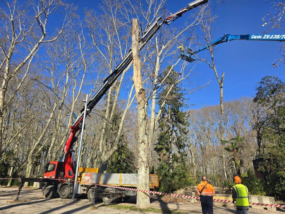 L'actuació per retirar els arbres.