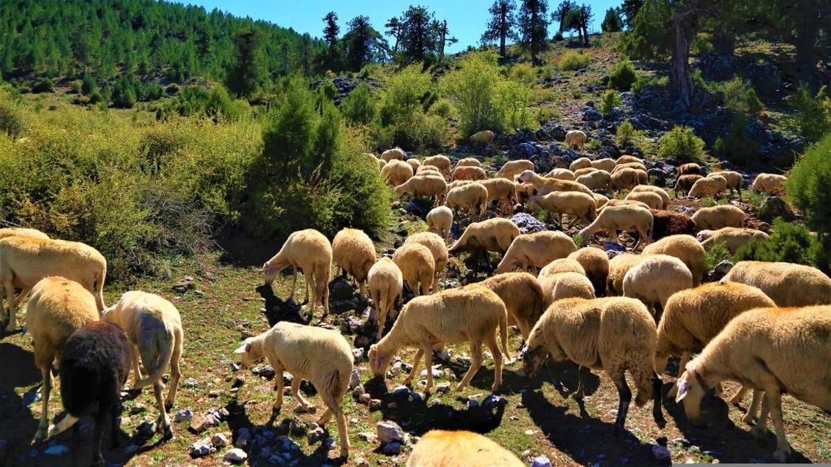 La Comunidad de Madrid reúne a más de 200 profesionales del pastoreo en un encuentro internacional para poner en valor esta actividad.