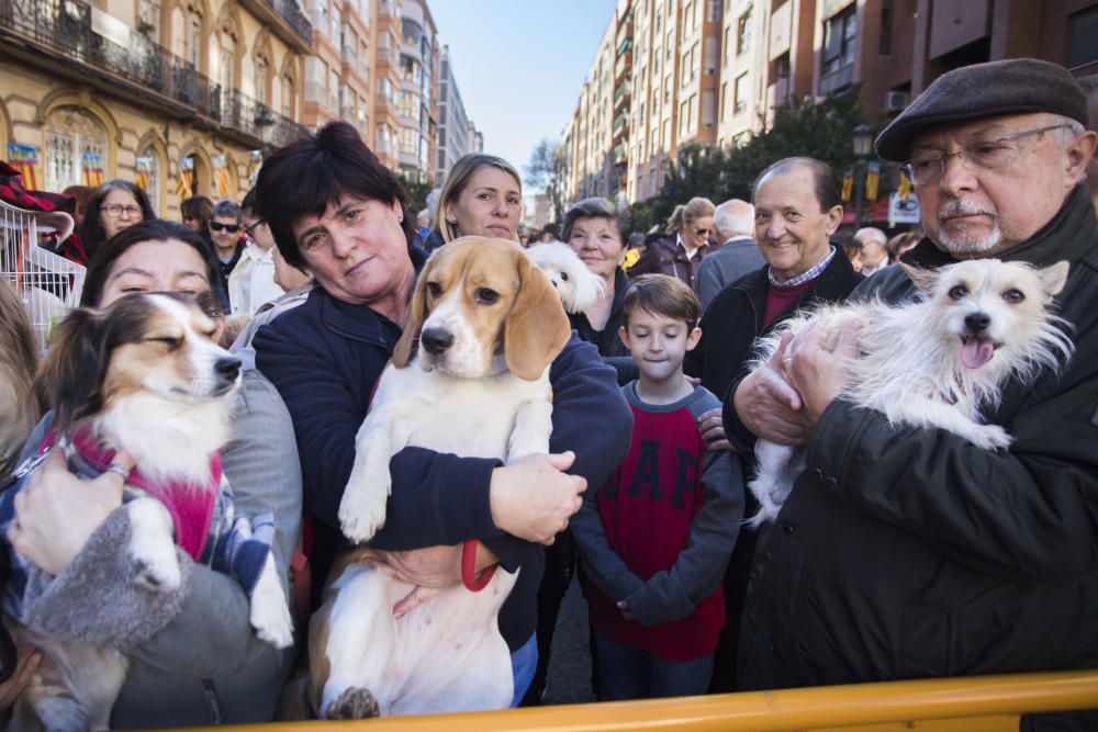 Bendición de animales por Sant Antoni del Porquet