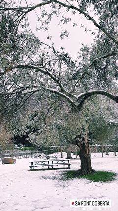 So erleben die Menschen den Schnee auf Mallorca