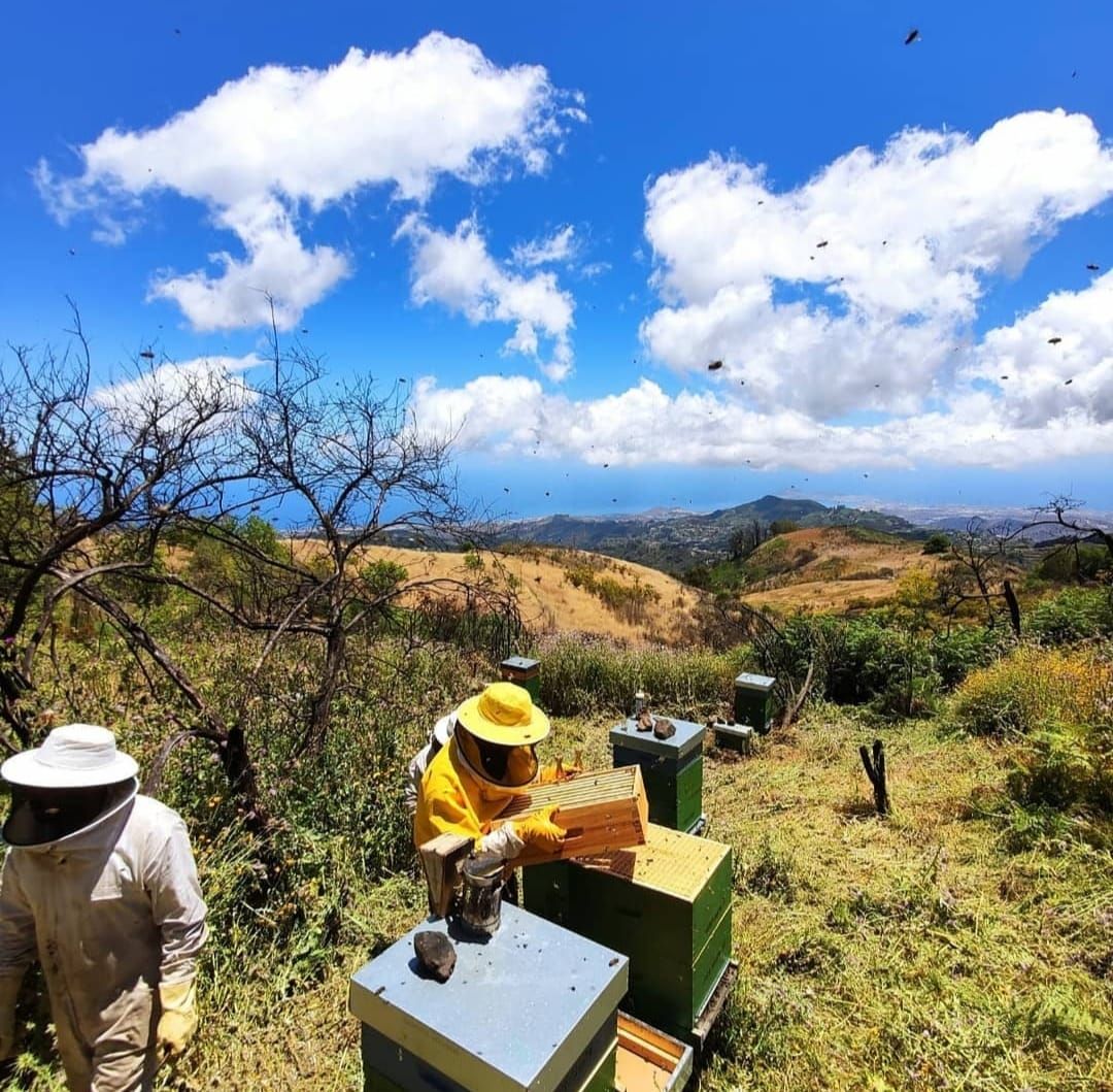 Miel Guineo, los jóvenes apicultores que reforestan Gran Canaria