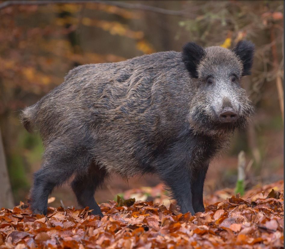 Cada vez son más los cazadores que realizan la modalidad de la caza del jabalí y que posteriormente consumen su carne