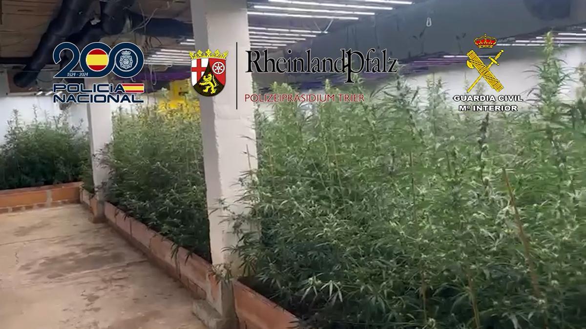 Plantación localizada en la finca de Arriate.
