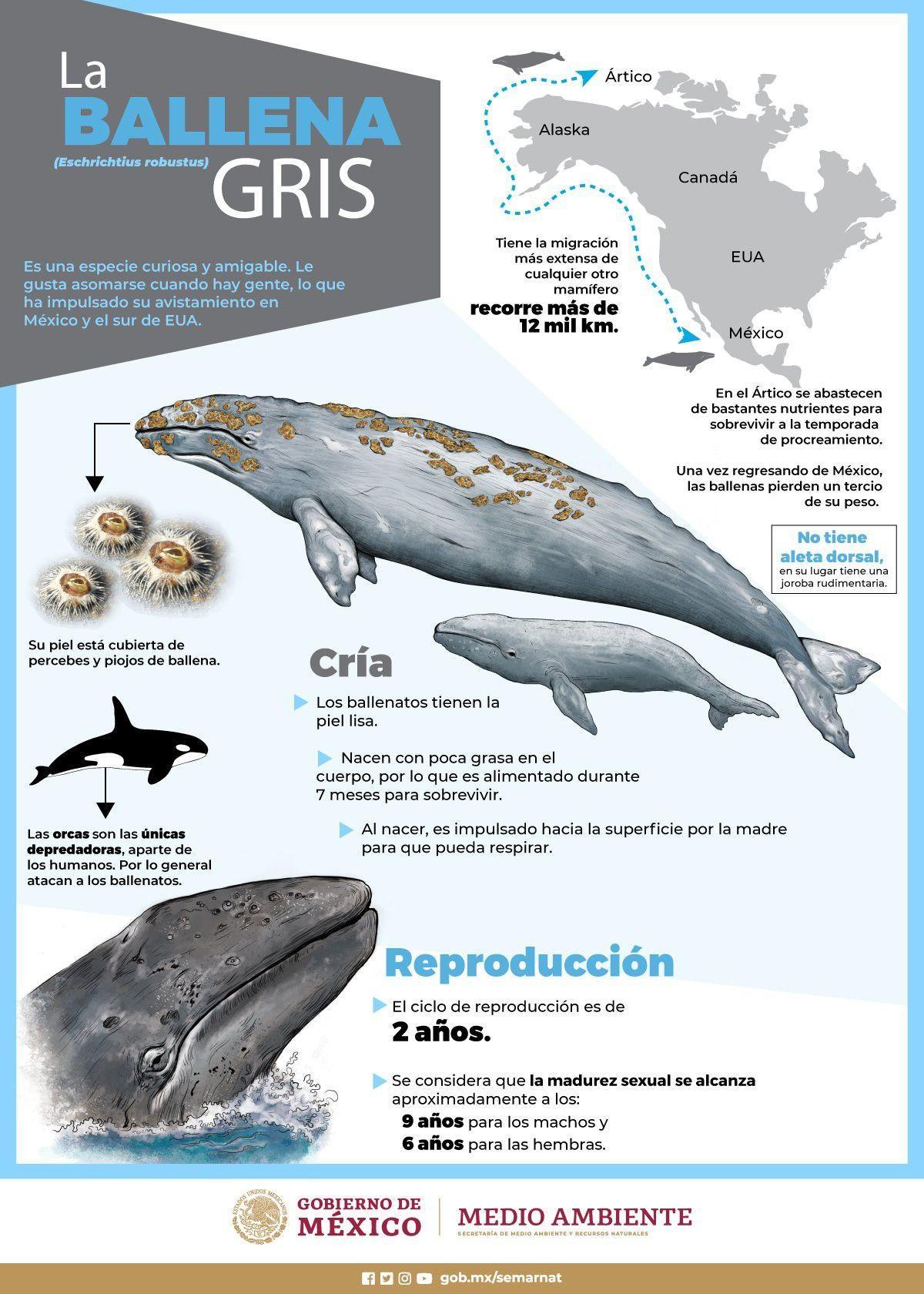 Características de la ballena gris