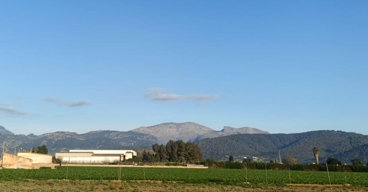 Un campo de patatas con las instalaciones de s'Esplet de fondo.