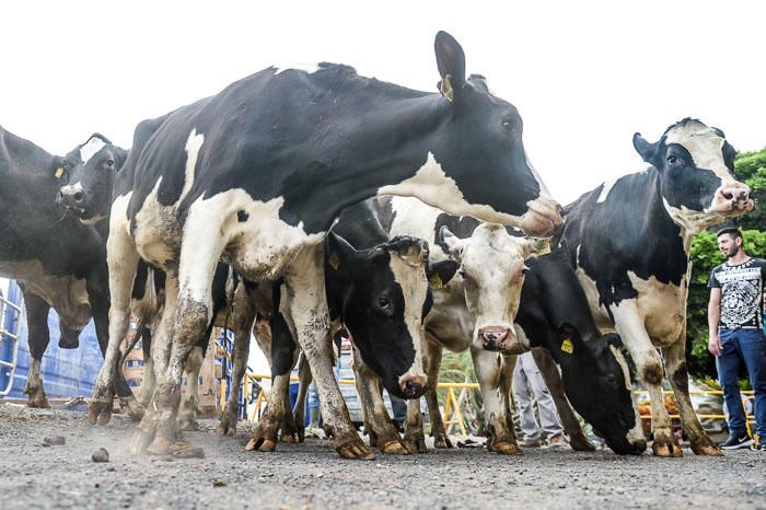 El Cabildo recibe 33 vacas