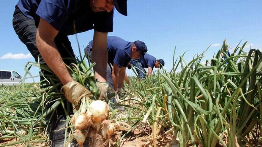 La cebolla de Fuentes prevé una cosecha de 5 millones de kilos