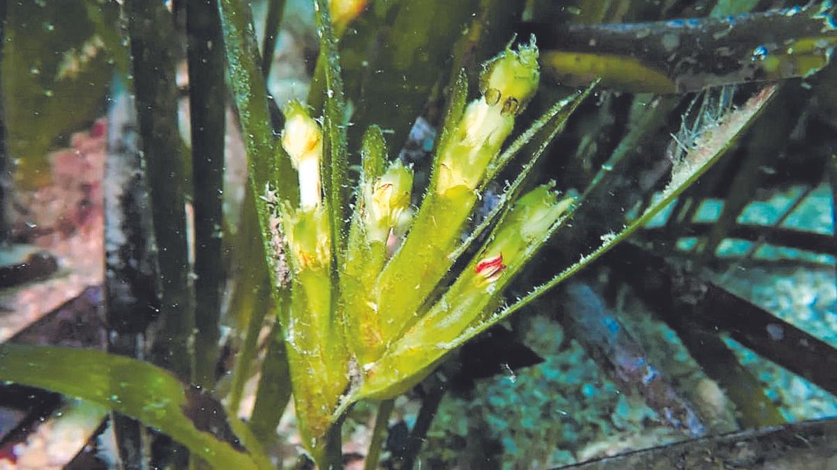 Floración de la pradera de posidonia frente al litoral de Punta Prima