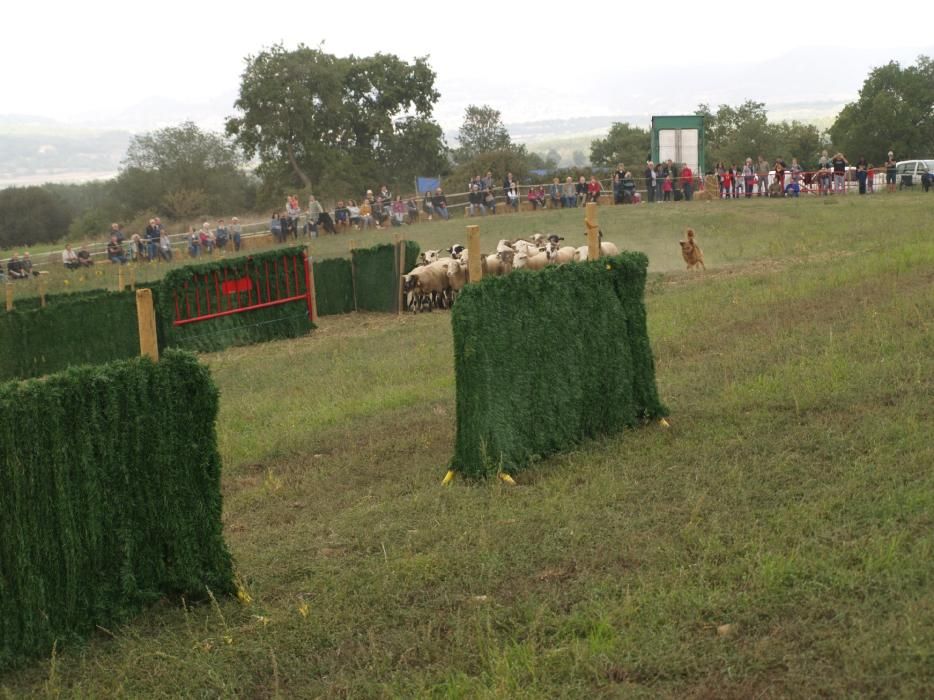 Concurs de gossos d'atura de Castellterçol