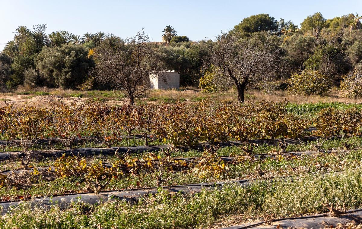 La finca tiene vid, almendros, cítricos y hortalizas, entre otros cultivos