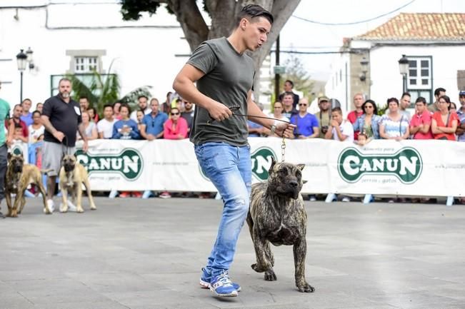 Celebración del I Certamen Nacional de perro ...