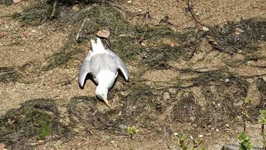 Gaviota muerta en Oleiros, en la desembocadura del río en O Burgo.