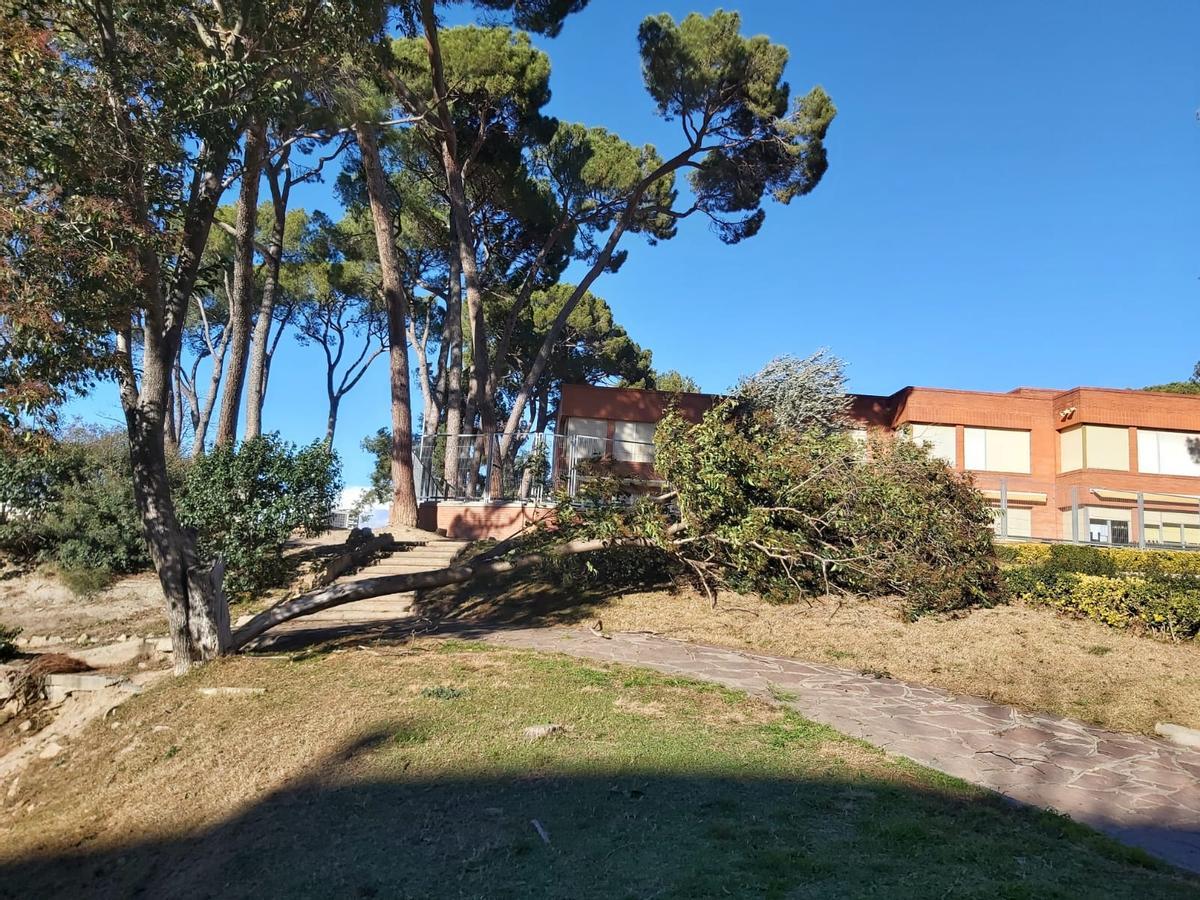 Un arbre caigut al parc de Sant Ignasi de Manresa