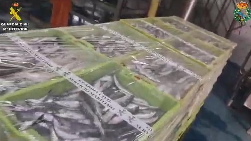 Intervenidos más de 2.000 kilos de sardinas en Muros antes de San Juan