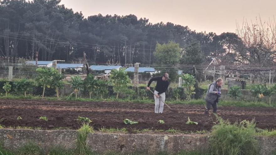 El rural arousano se “entretiene” en esta época con la plantación de patatas tempranas y coles.  | //  M. M.