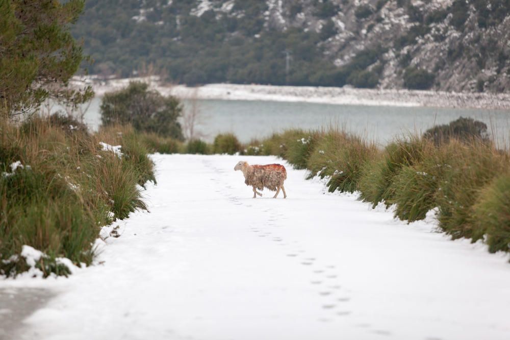 Nieve en la Serra de Tramuntana