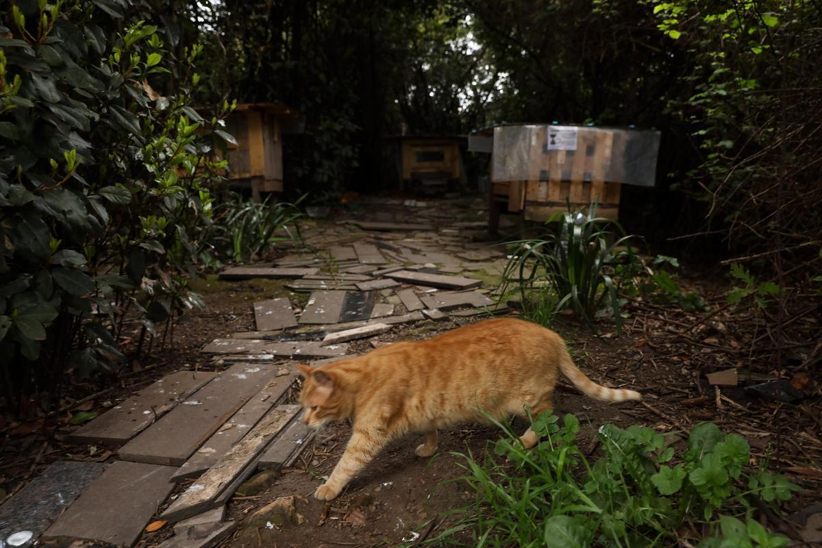 Un gato en una colonia felina